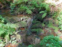 WWW Wanderung Calw-20